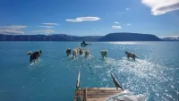 Crisis climática: científicos alertaron que el Océano Ártico podría quedarse sin hielo entre 2030 y 2050