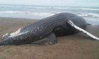 Encontraron una ballena muerta en la costa de Reta