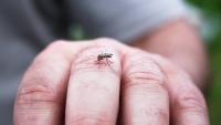 Alerta mosquitos: a qué personas prefieren más y por qué