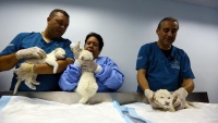 Nacen tres leones blancos en un zoológico de Venezuela