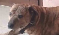 Mataron de un palazo en la cabeza a “Gordo”, un perro rescatado mascota de un chico autista