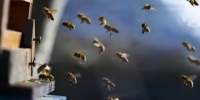 Murió tragando abejas: bajó de la camioneta, lo atacó un brutal enjambre, se metieron en su boca y lo picaron por dentro
