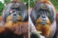 Sorpresivas conductas de un orangután