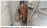 Terror en Necochea: una mujer encontró un puma en el garage de su casa