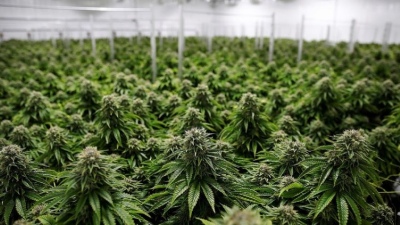 Realizaron una encuesta sobre consumo de cannabis y el 80% sostuvo que lo hace de modo recreativo