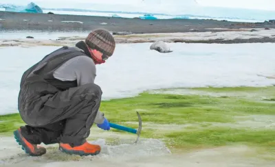La Antártida se llena de flores: cómo es el sorprendente efecto de la ola de calor récord