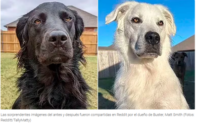 La impactante transformación de un perro negro que se volvió completamente blanco por una enfermedad