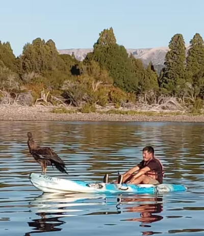 Con intoxicación, lo rescataron en un lago del sur y jamás imaginaron lo que sería salvarlo: “Lo vimos caer en picada"