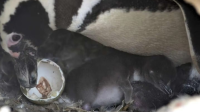 El empresario que pasó con una topadora y mató a cientos de pingüinos irá a juicio: la pena que podría recibir