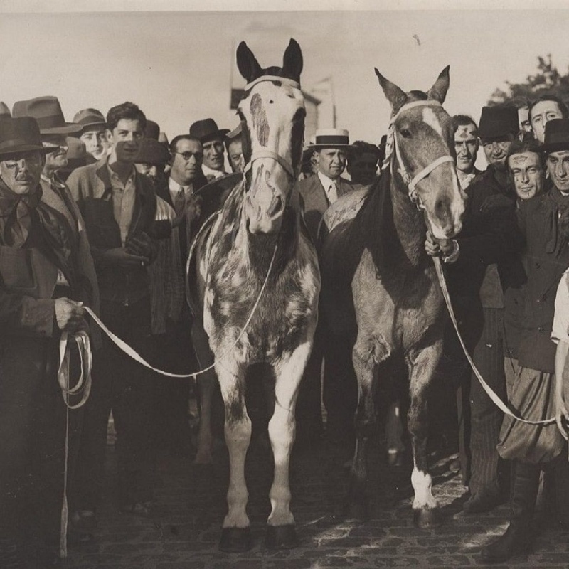 Día del Caballo: El viaje de Gato y Mancha, la travesía más importante del siglo XX