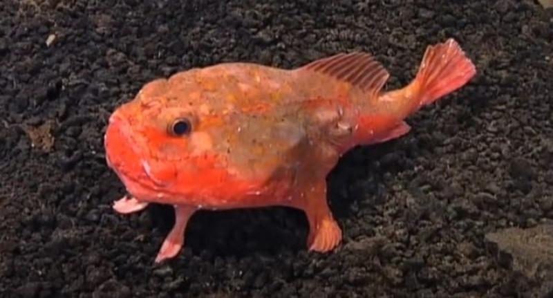 Descubrieron una colonia de peces con manos y que en lugar de nadar, caminan