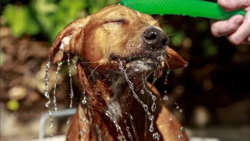 Explican cómo evitar y prevenir el golpe de calor en pequeños y grandes animales