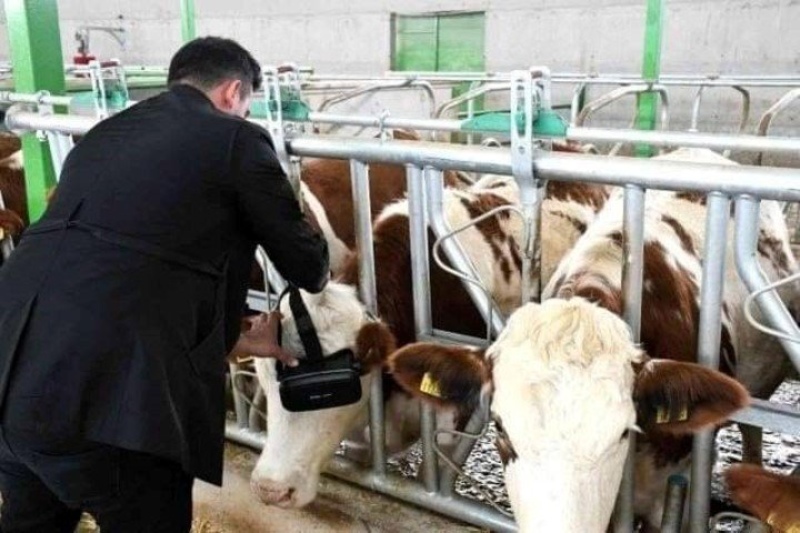 Insólito: le pone gafas de realidad virtual a las vacas para aumentar la producción de leche