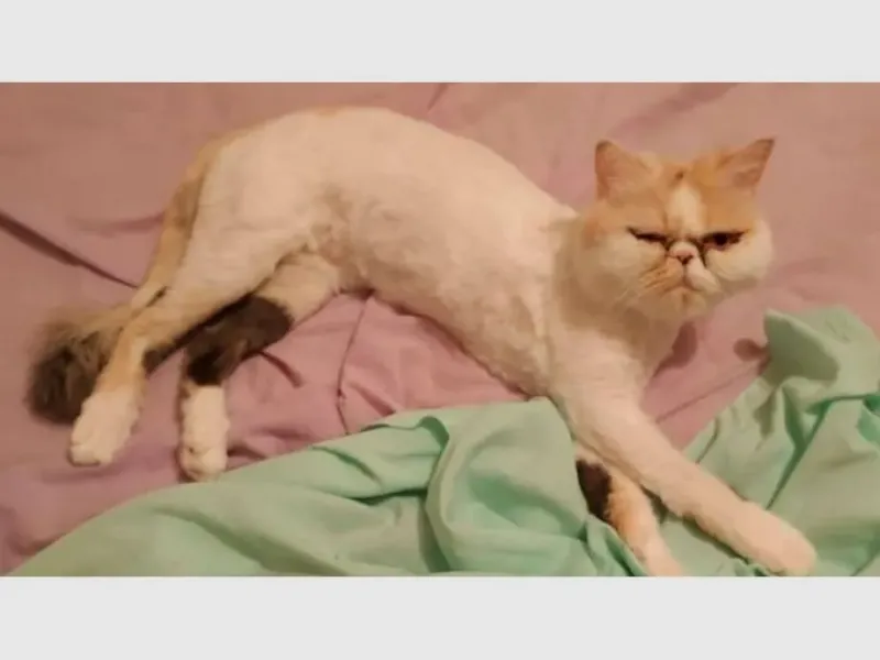 Su gata sobrevivió 46 minutos en el lavarropas: ”No la vi”