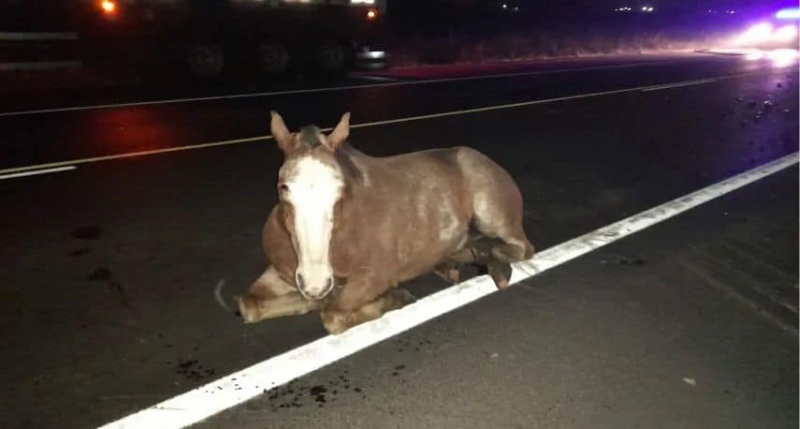 Un caballo suelto en la ruta casi provoca una tragedia en la ruta 65