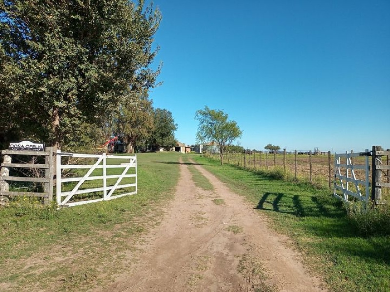 Producción agroecológica en Guaminí: venden leche y quesos a puerta de tambo