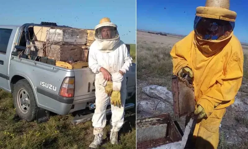 La apicultura en la región se sostiene ya sin el brillo de su época más dorada