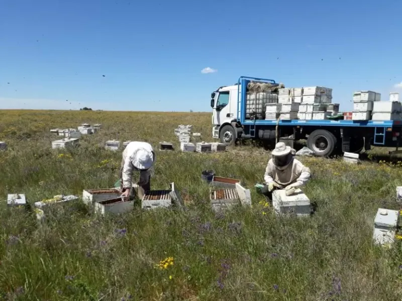 La apicultura en la región se sostiene ya sin el brillo de su época más dorada