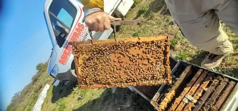 La apicultura en la región se sostiene ya sin el brillo de su época más dorada