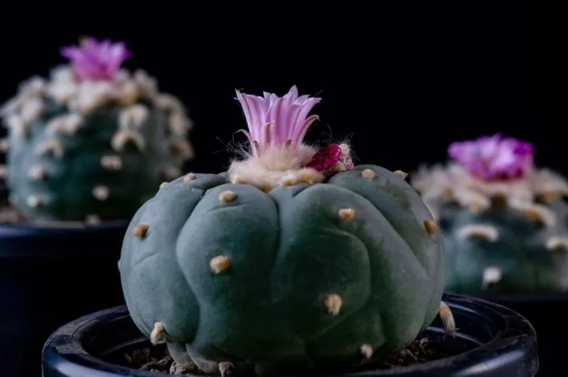 Peyote. El cactus mexicano del que se obtiene la Mescalina, otra substancia en estudio.
