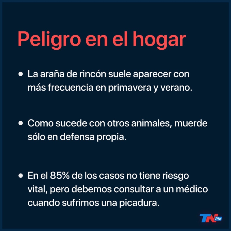 Un hombre murió por la picadura de una araña de rincón y su familia denunció mala praxis