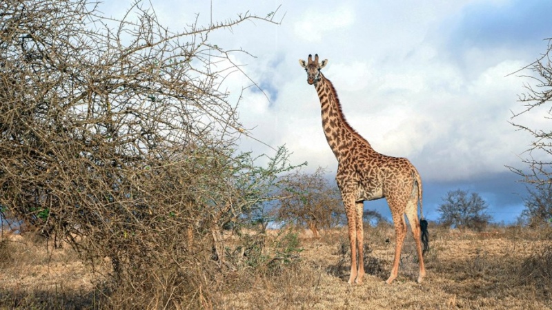 Una jirafa mató a una nena de 1 año en una reserva natural