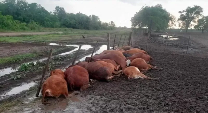 La caída de un rayo fulminó a 65 terneros en un campo de Formosa