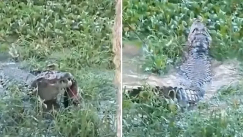 Sorpresa por la aparición de un caimán en un predio de Altos Hornos Zapla en Jujuy