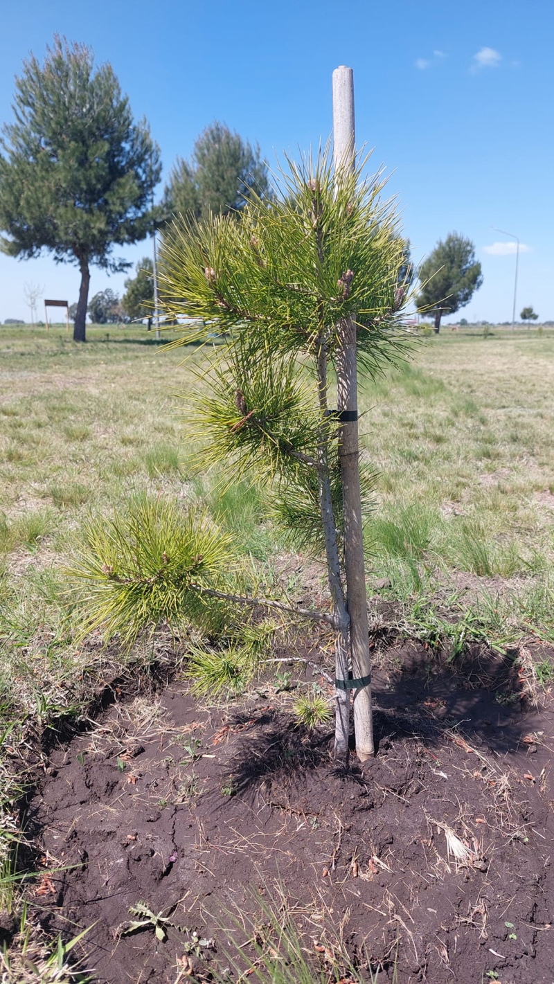 Siguen forestando el Parque Héroes de Malvinas