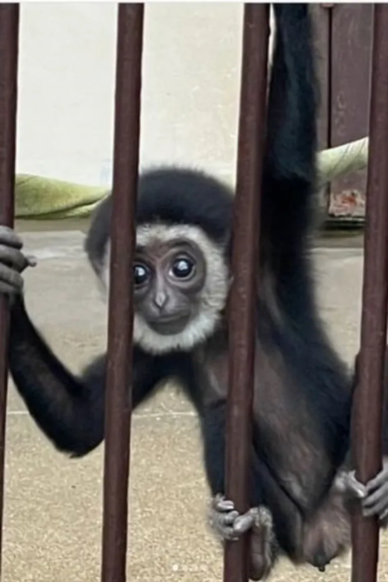 La cría de Momo, que nació en el Zoológico y Jardín Botánico de Kujukushima, Nagasaki, dio a luz en febrero de 2021.