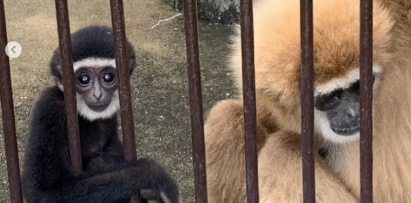 Momo, la mona gabón que tuvo cría a pesar de vivir sola en su jaula.