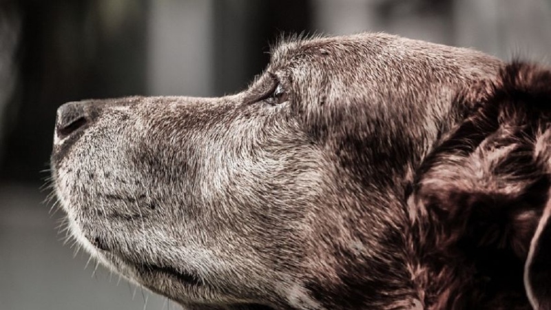 Leyes de la vida: ¿cómo saber si tu perro está envejeciendo?