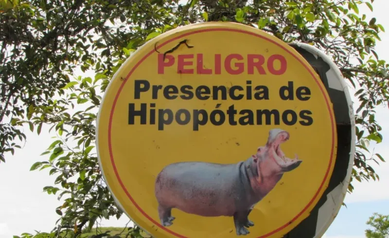 Alerta de hipopótamos en la antigua hacienda de Pablo