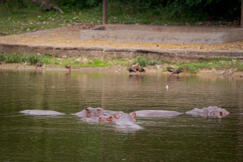 Hipopótamos en uno de los lagos del parque ”Hacienda Nápoles”