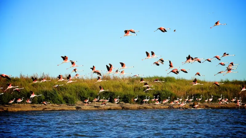 Bandada de flamencos rosados en vuelo sobre la laguna.