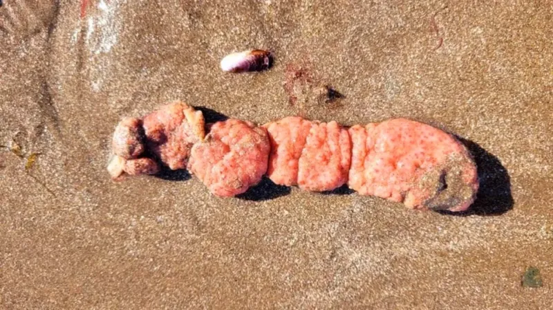 Las ”papas de mar” fueron encontradas en las playas del sur de Mar del Plata