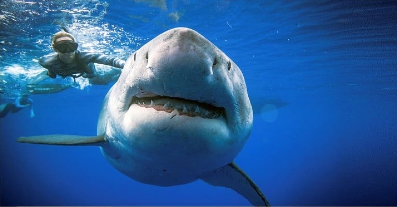 Tras atrapar a sus presas, los tiburones suelen soltarlas para que se desangren y así poder morderlas más facilmente