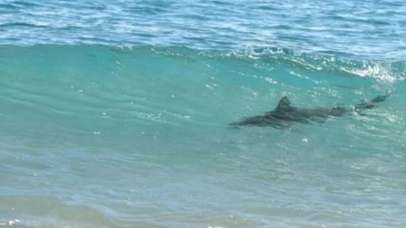 Brasil: registran dos ataques de tiburones en menos de 24 horas