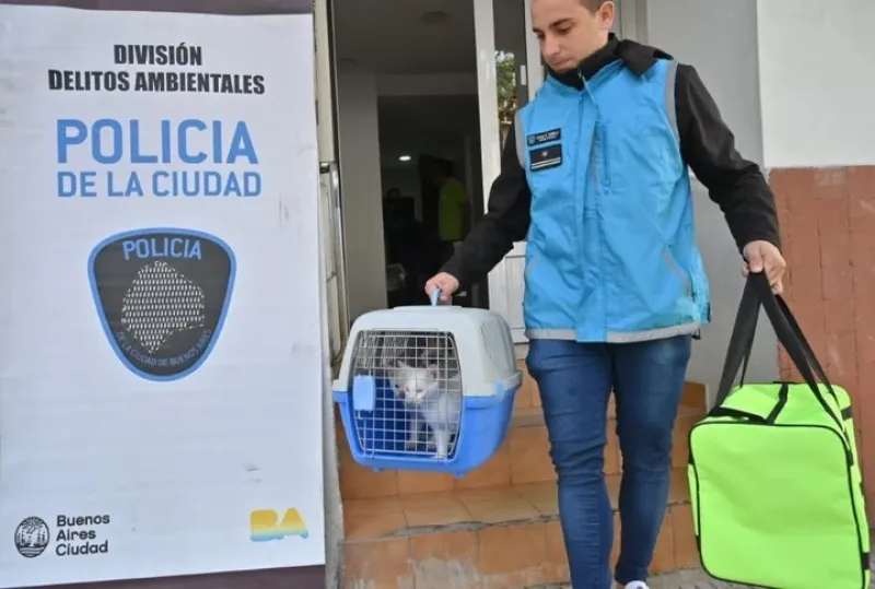 La propietaria de los felinos posee un cuadro de psicosis paranoide y fue trasladada a un hospital.