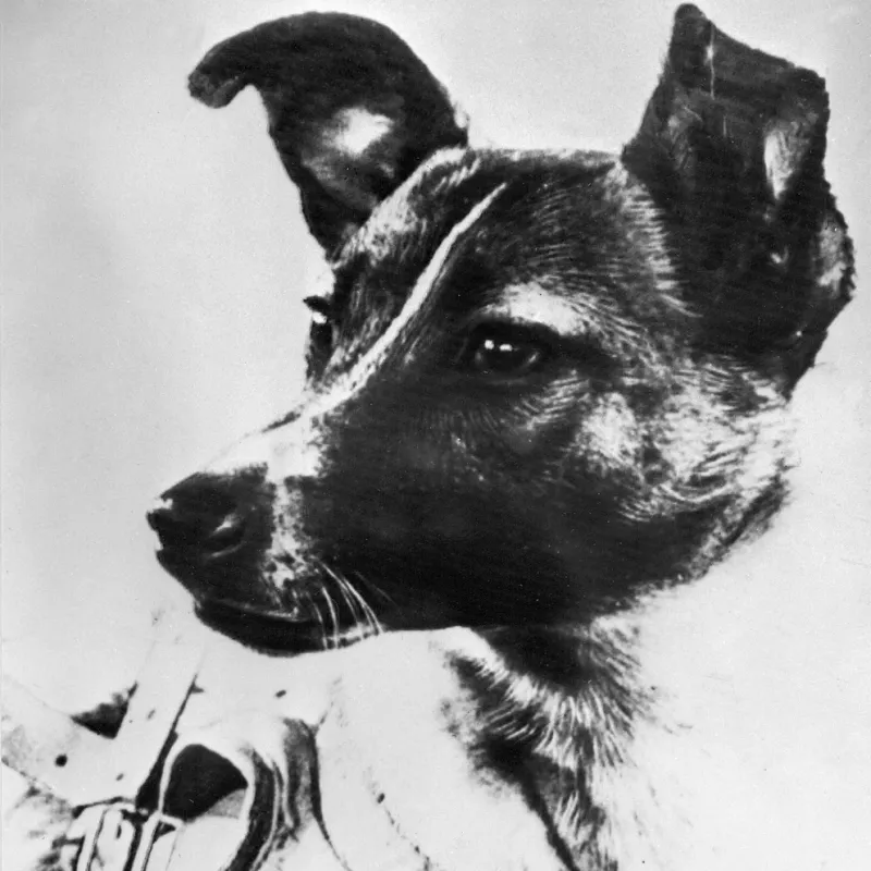 La simpática carita de Laika, una perra que tenía tres años cuando fue enviada a la muerte