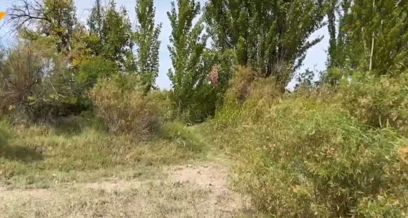 El nene estaba jugando en la acequia frente de su casa cuando fue atacado por los perros