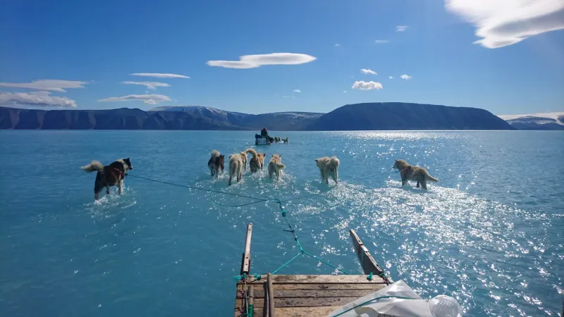 En la foto se ve un trineo que avanza por el hielo derretido, con las patas de los perros sumergidas en el agua en el fiordo de Inglefield 