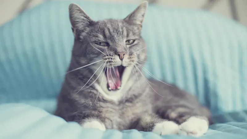 Los gatos machos no suelen ser tricolores ya que no tienen los cromosomas que definen a esta característica