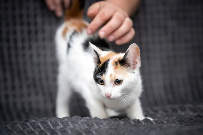 El blanco, el anaranjado y el negro definen el pelaje felino por lo general