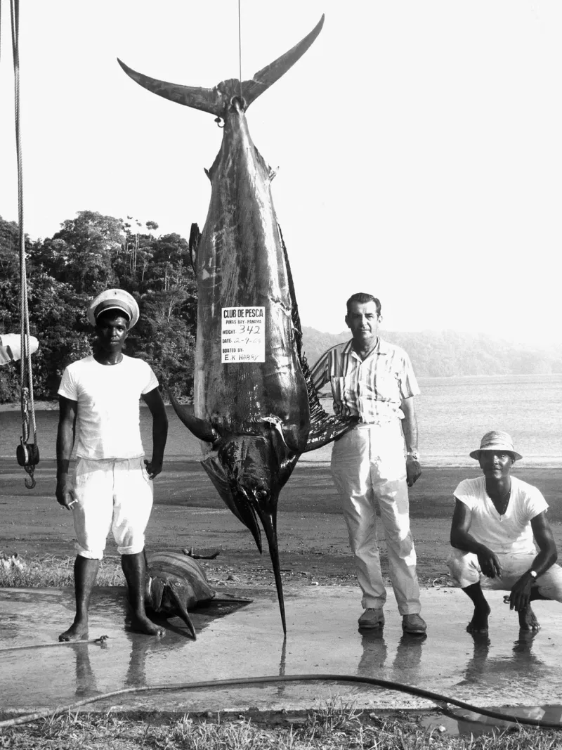 Imagen de archivo: E. K. Harry y dos barqueros posan con su pesca de aguja negra de 155 kilos en la playa del Club de Pesca en Pinas Bay, Panamá el 2 de septiembre de 1965. (Foto de International Game Fish Association a través de Getty Imágenes)