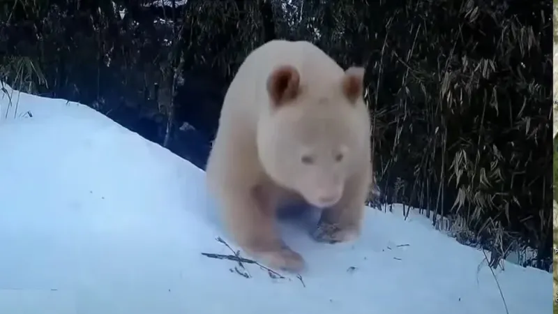 El video también muestra al animal totalmente blanco interactuando con varios otros pandas gigantes blancos y negros