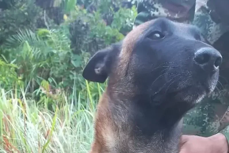 Canino guía del Ejército fue rescatado tras ser picado por una serpiente. Ejército Nacional