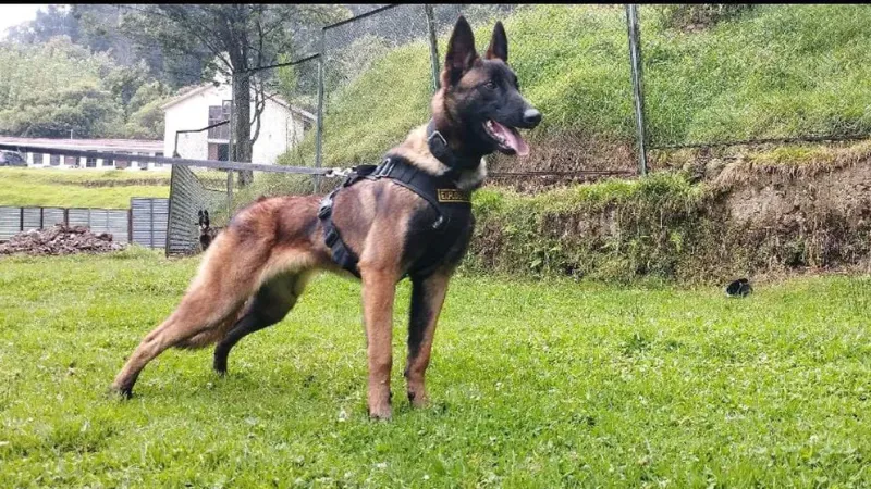 Wilson, el perro rescatista que resalta como héroe nacional. Fuerzas Militares