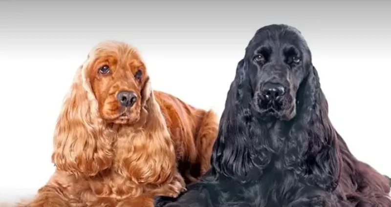 No son lo que parecen: el Cocker spaniel inglés