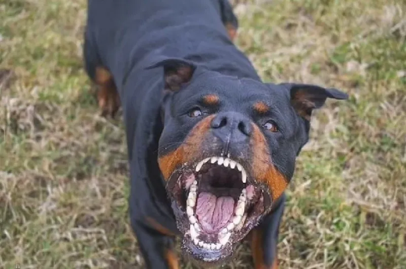 Rottweiler, un perro que por tu tamaño ya asusta.